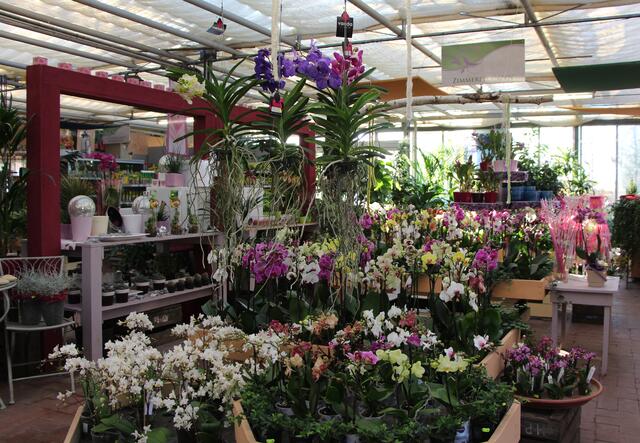 große Auswahl an Orchideen
