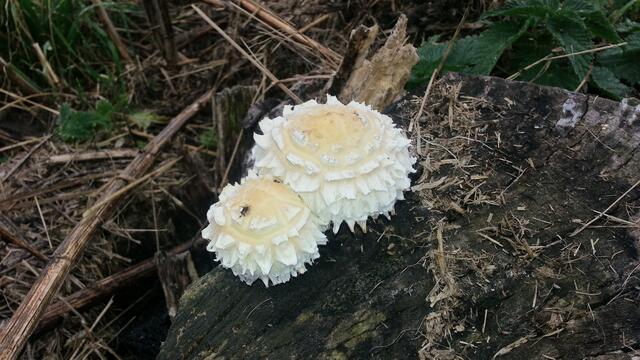 Pilz...Fruchtkörper???