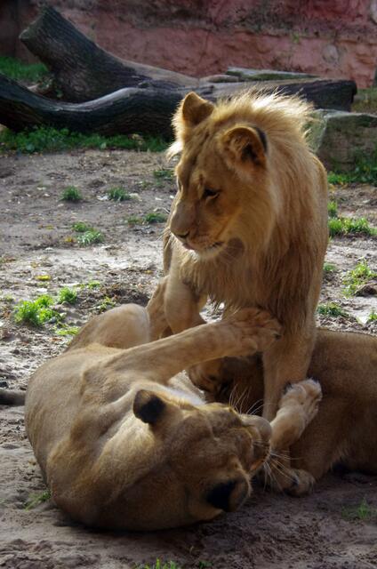 hahaha --- nicht doch --- das kitzelt so