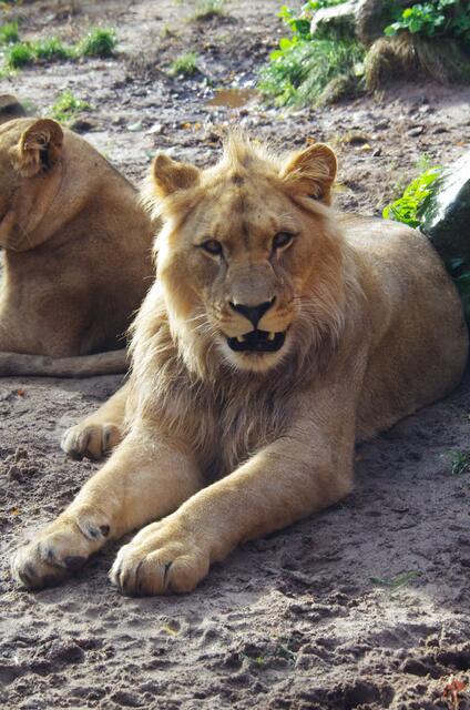 sag bloß du erkennst den kleinen Löwen nicht --- ist ja ne Ding