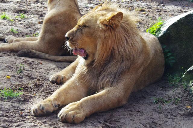 müde --- nee --- lecke noch die Reste meines Essens ab
