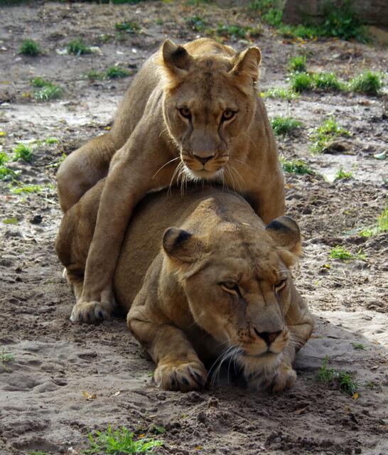 och mönsch --- sei nicht so --- trag mich ein Stückchen