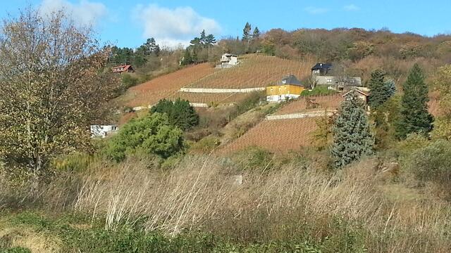 Weinberge bei Großjena