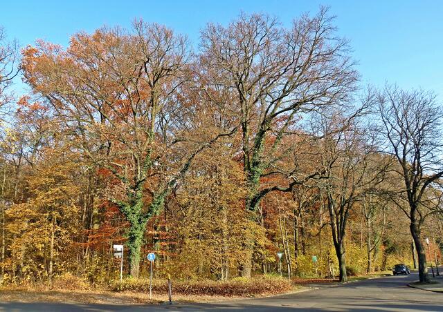 Peiner Herzberg (Sundern, Ecke Kastanienallee).