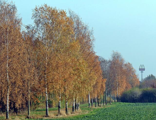Birkenallee am Trentelmoor (Peine-Stederdorf)