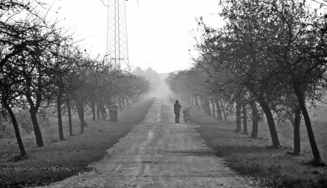 Straße von Handorf nach Peine (Apfelbaumallee).