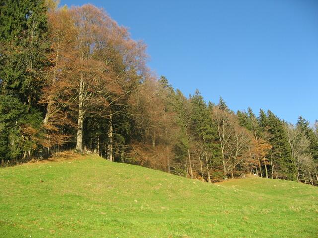 Sonnenbeschiener Wiesenhang, die Waldgrenze zum Wanderweg.