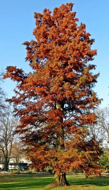 Baum im Peiner Stadtpark; kennt jemand die Art?
