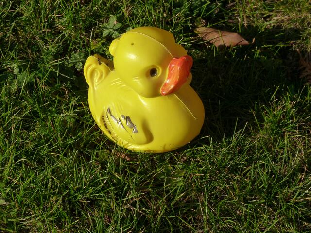 ... und meine Wiese.