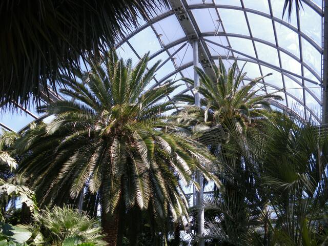 Palmenhaus