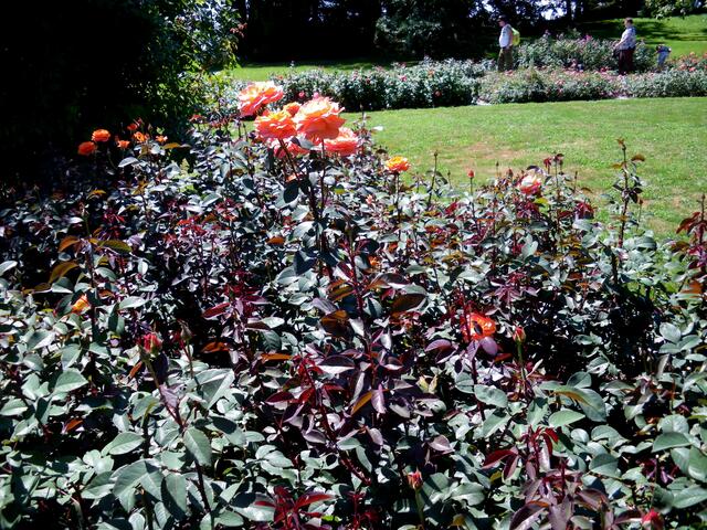 Rosengarten