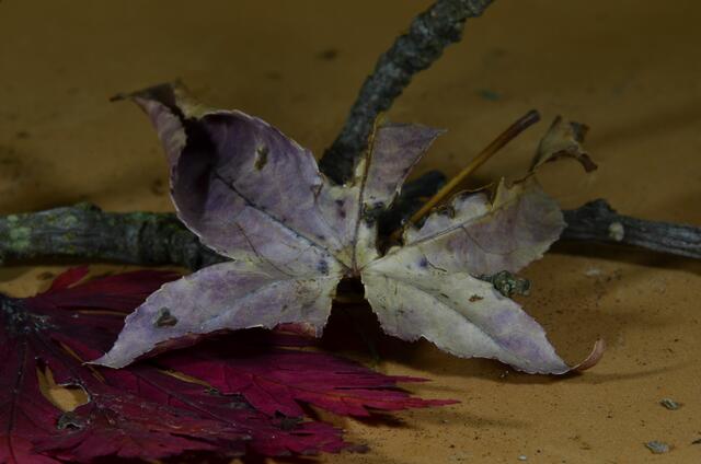 ..ein Blatt auf Blättern