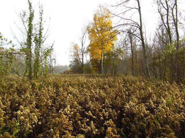 Spaziergang entlang des Lechs