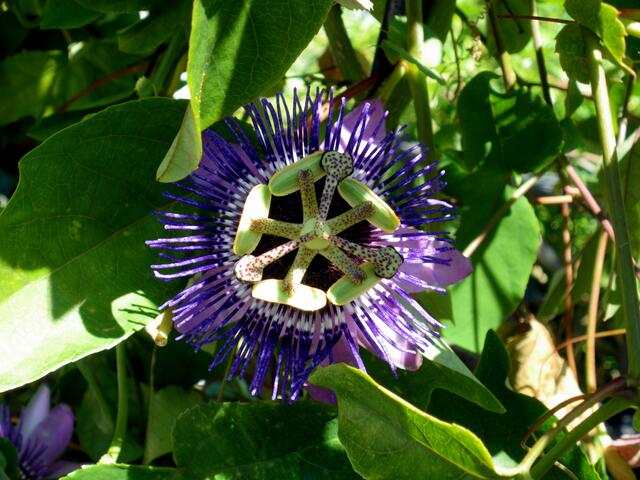 Passionsblume