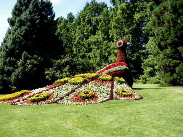 Blumen - Pfau