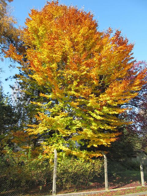 Spaziergang in Ellgau