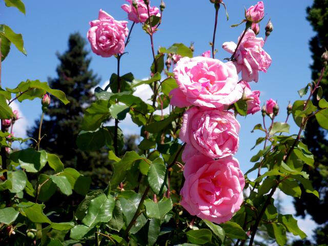 "Queen Elisabeth" Rose