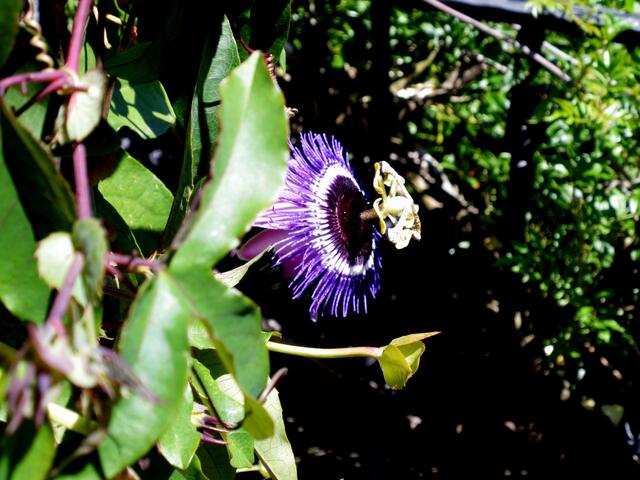 Passifloracea
