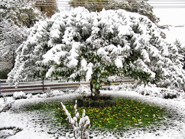 Winter im Herbst ( Oktober 2012 )