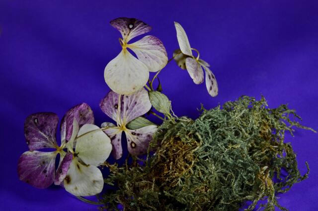 ..getrocknete Tellerhortensienblüten