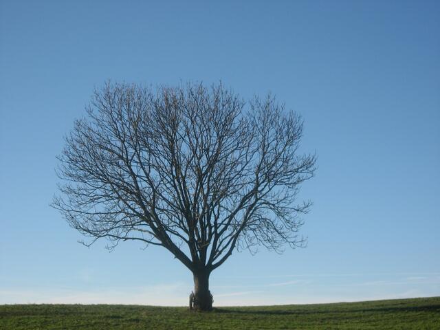 "Mein Freund der Baum"