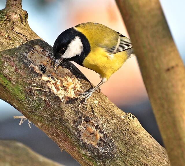 Hier waren die Meisen noch unter sich