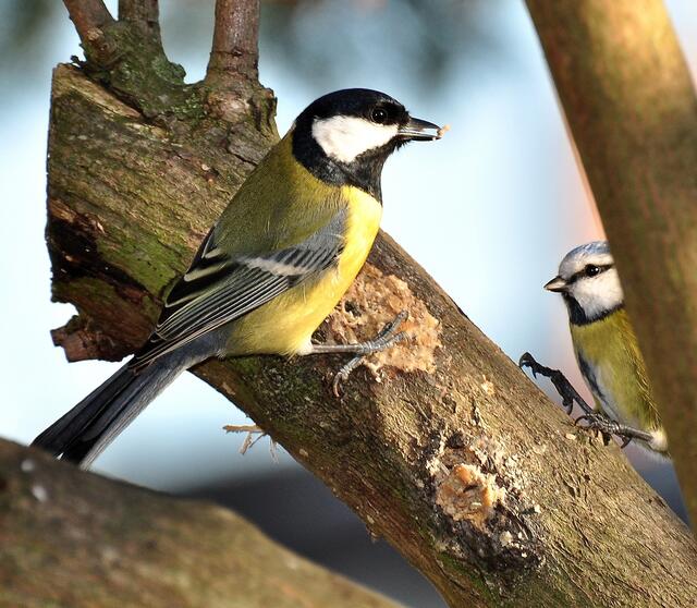 Ein begehrtes Futterplätzchen