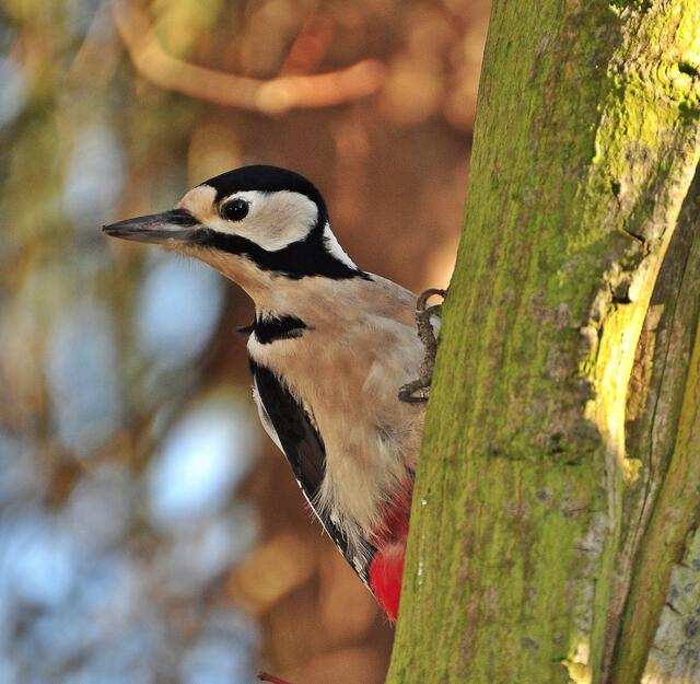 Vor ein paar Tagen hat die Dame lediglich aufmerksam beobachtet