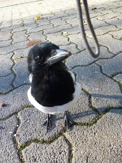 "Was ist das denn?"