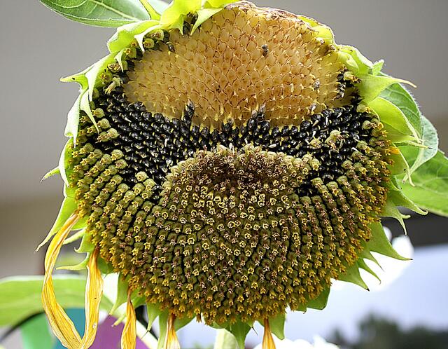 Diese Sonnenblume hatte keine Chance den Winter zu erleben