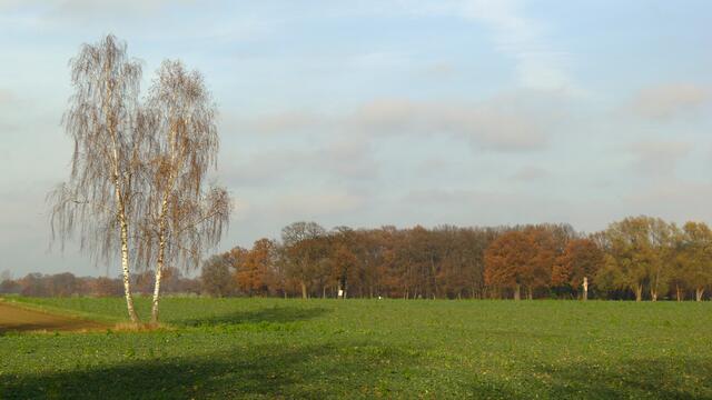 Der Herbst, die stille Zeit ... Lange Schatten wirft das Birken-Pärchen auf die grüne Wintersaat - ein Anblick, der zum kurzen Innehalten einlädt. Isernhagen-Süd, Burgwedeler Straße