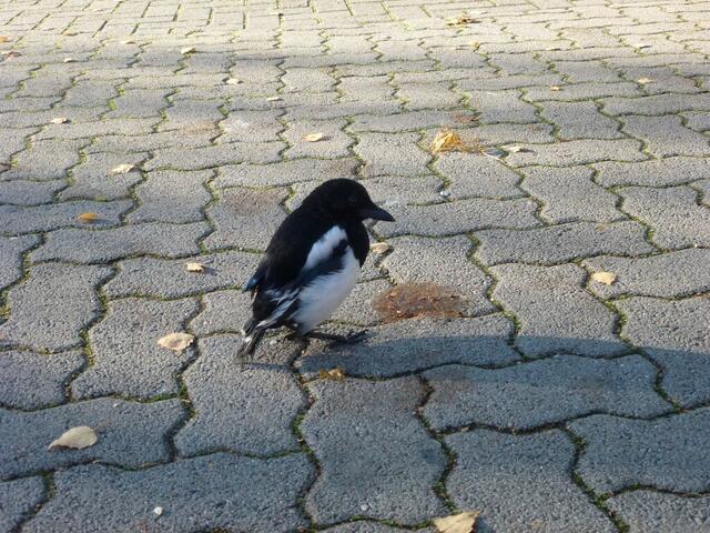 "Was willst du?"