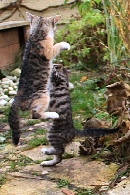tieffliegende Katzen