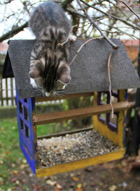 und wie Katzenfutter sieht das auch nicht aus