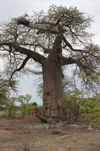 Wofür braucht ein Baobab einen Penis? © Michael Stauner