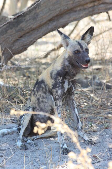 Ein seltener Fang für die Linse: Der Hyänenhund bzw. Wildhund © Michael Stauner