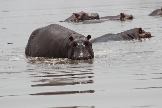 Am Hippo-Pool © Michael Stauner