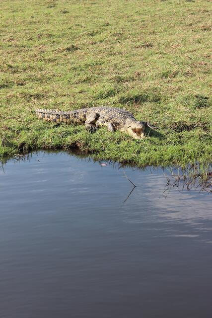 Krokodil am Chobe © Michael Stauner