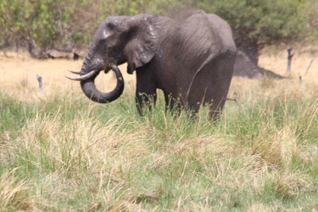 Elefant bedeckt sich mit Schlamm © Michael Stauner