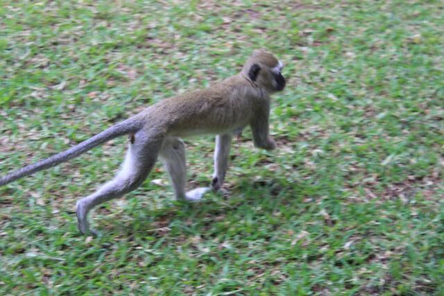 Meerkatze mit Behinderung © Michael Stauner