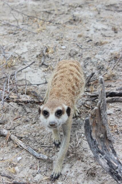 Erdmännchen auf Futtersuche legt noch einen Fotostop ein © Michael Stauner
