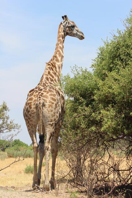 Geht es noch näher an eine Giraffe heran? © Michael Stauner