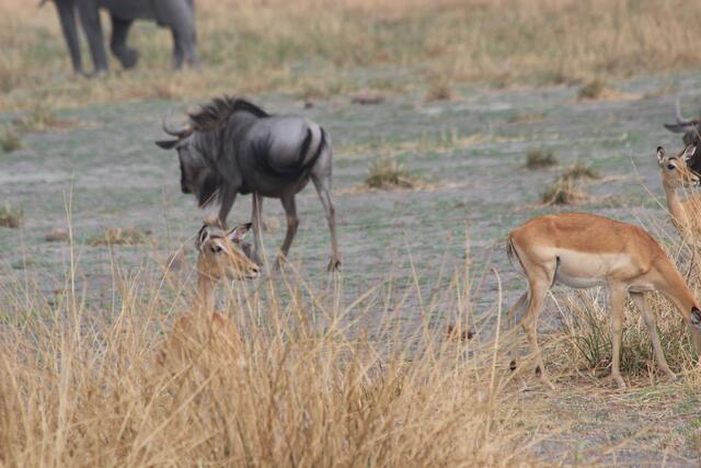 Impala, Gnu und Elefant © Michael Stauner