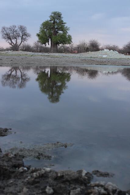 Abends am Wasserloch unserer Unterkunft Planet Baobab © Michael Stauner