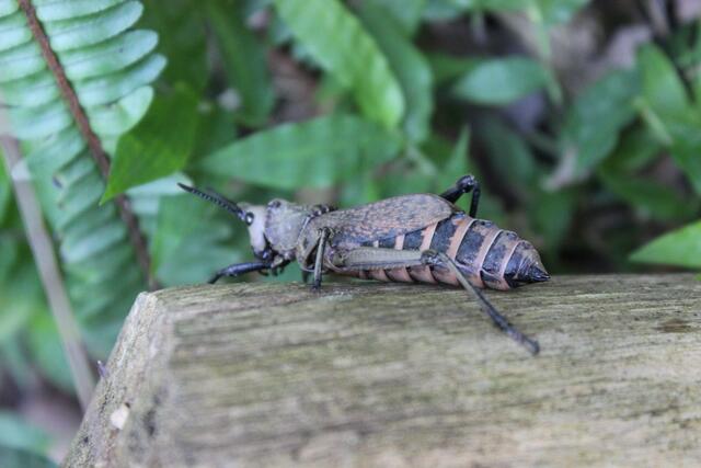 Wer kennt diese Heuschrecke von den Victoriafällen? © Michael Stauner