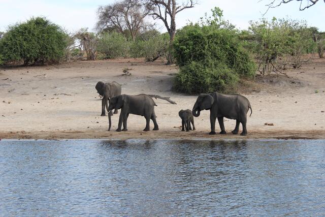 Elefanten-Familie am Chobe © Michael Stauner