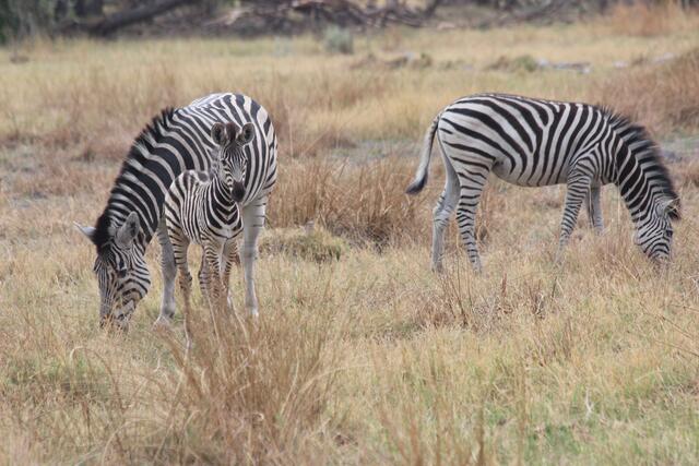 Steppenzebras mit Jungtier © Michael Stauner