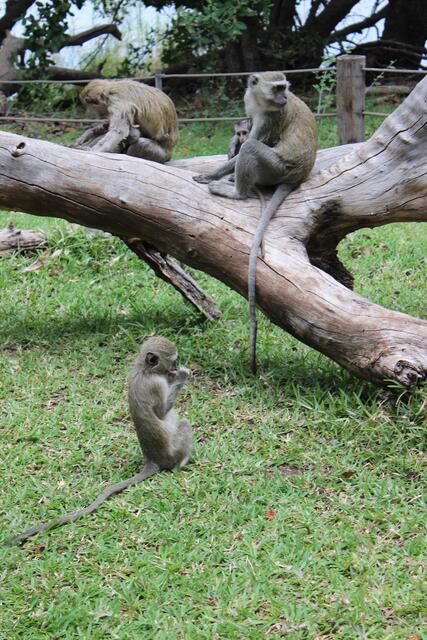 Quicklebendige Meerkatzen am Chobe © Michael Stauner