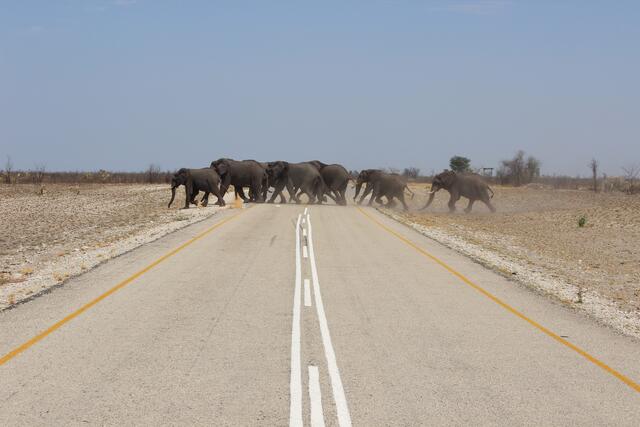 Elefanten überqueren die Straße © Michael Stauner