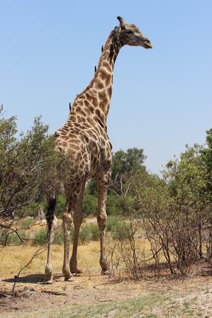 Vögel trampen auf dem Hals dieses ausgewachsenen Giraffenexemplars © Michael Stauner